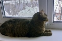 Semnadcatlet