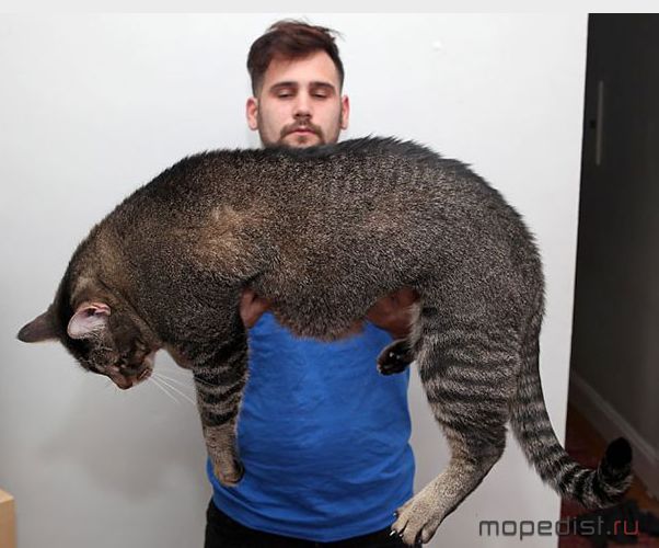 Просто Кот. )))